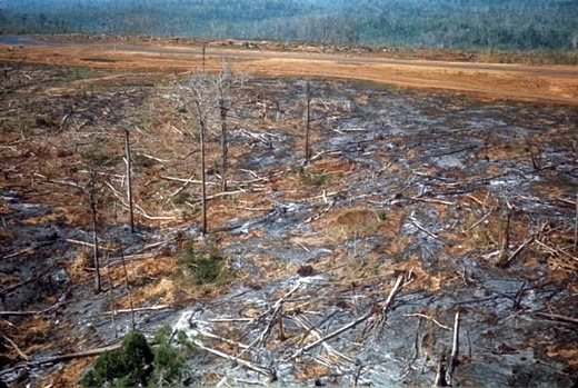 Effects of Agent Orange on the ground